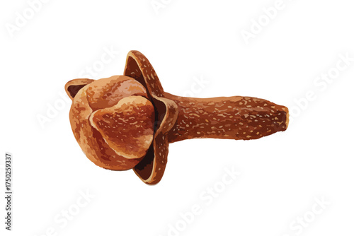 One brown natural organic aromatic clove spice with stem