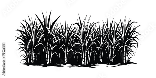 Sugarcane Plantation Black White Isolated Illustration