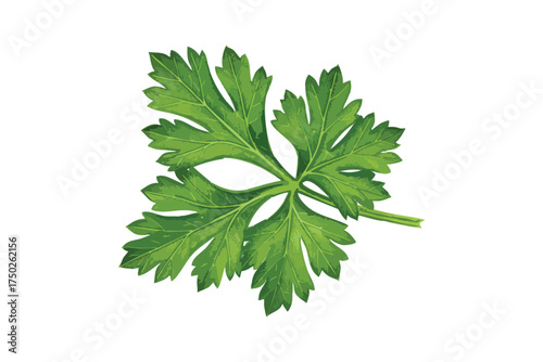 Vibrant Green Parsley Leaf Fresh Herb Botanical Watercolor Art