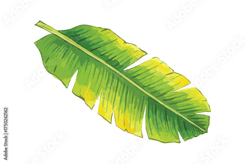 Vibrant Green Yellow Banana Leaf Tropical Plant Natural Background