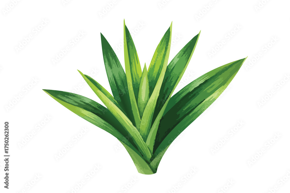 Fototapeta premium Watercolor Green Agave Plant Spiky Leaves Isolated White Background
