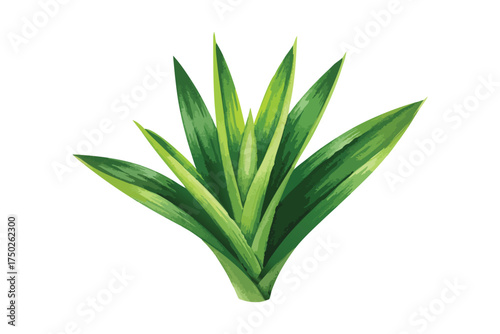 Watercolor Green Agave Plant Spiky Leaves Isolated White Background
