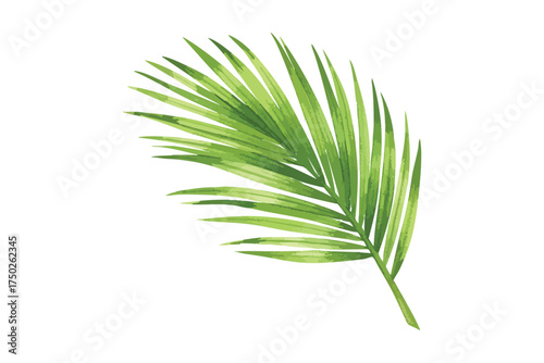 Watercolor Palm Leaf Tropical Foliage Isolated White Background