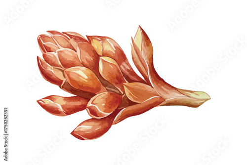 Watercolor Pine Cone Nature Element Isolated White Background