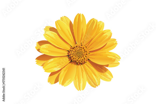 Watercolor Marigold Flower Blossom. Vector Illustration