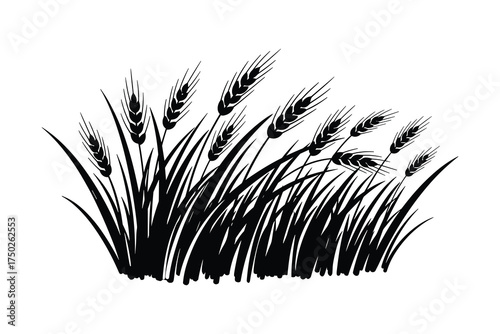 Wheat Field Harvest Grain Crop Agriculture Farming