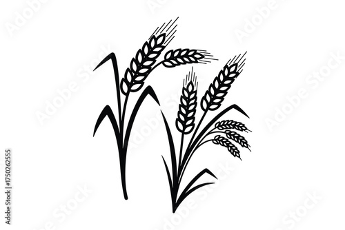 Wheat Stalks and Grains Outline Drawing Vector Illustration