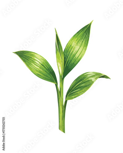 Young Green Bamboo Shoot Leaves Growth Isolated White Background