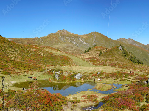 Horses in the mountain terrain 