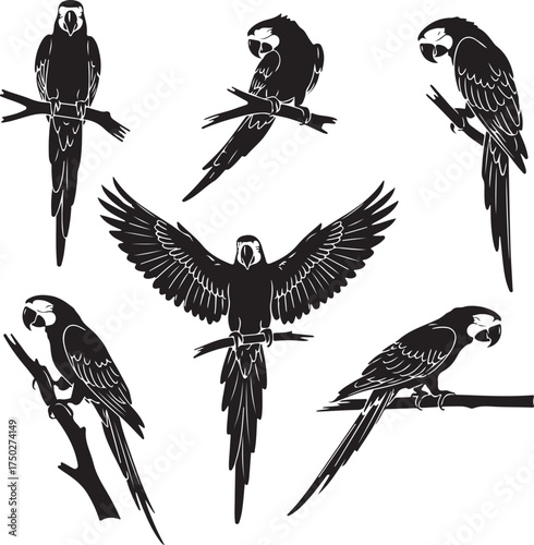 Parrot Silhouettes: An array of striking parrot silhouettes in various poses, a perfect blend of nature's artistry and graphic elegance. 