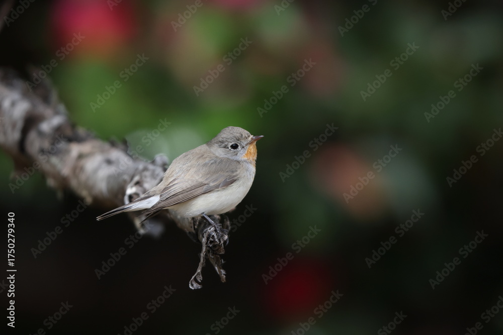 Fototapeta premium The red-breasted flycatcher (Ficedula parva) is a small passerine bird in the Old World flycatcher family. This photo was taken in Japan.