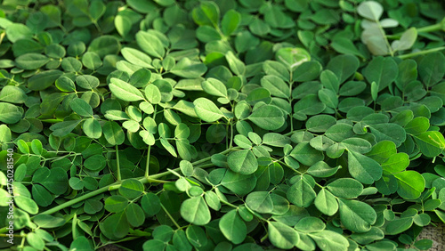 Harvested green moringa oleifera leaves