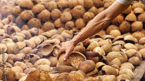 Farmer drying coconut kernels into dried copra on farm or plantation