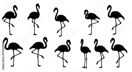 Silhouette collection of elegant flamingos standing on one leg displaying graceful poses bird graphics vector on white background