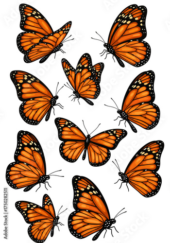 Collection of realistic monarch butterflies in various poses with detailed orange and black wings and white space vector on white background