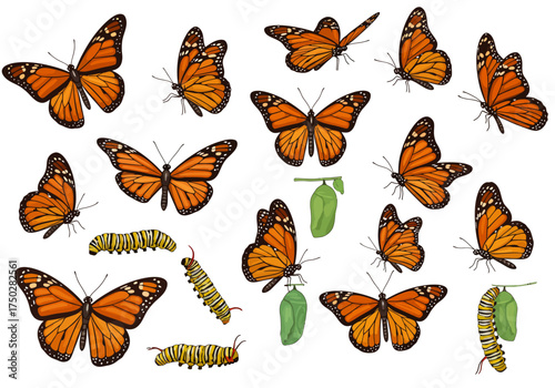 Fotografía Monarch butterfly life cycle diverse poses and stages vibrant orange wings and g