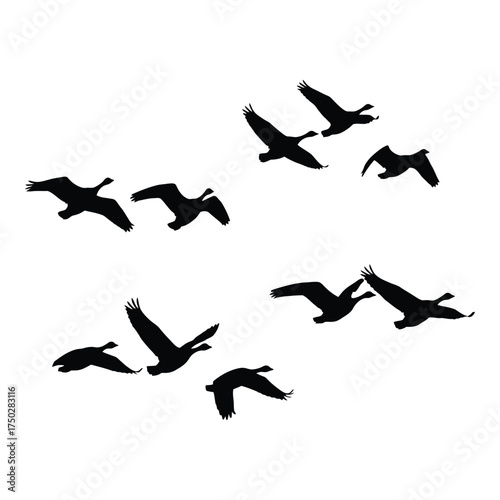 Majestic flock of canada geese flying in formation a serene symbol of freedom and natural beauty for your designs silhouette