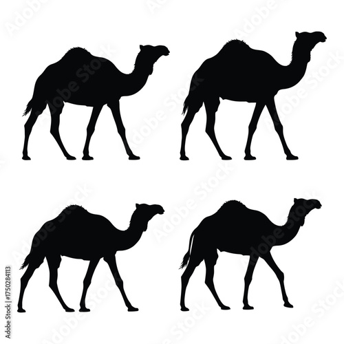 Four silhouetted dromedary camels walking in different poses creating a dynamic desert scene for graphic design silhouette