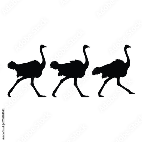 Silhouette trio of ostriches striding gracefully capturing wild african wildlife movement and energy silhouette