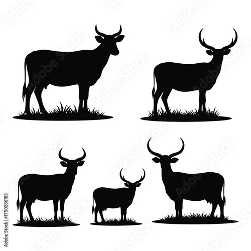 Set of five silhouette cattle and oxen standing on grass with majestic horns for farm and livestock design elements silhouette