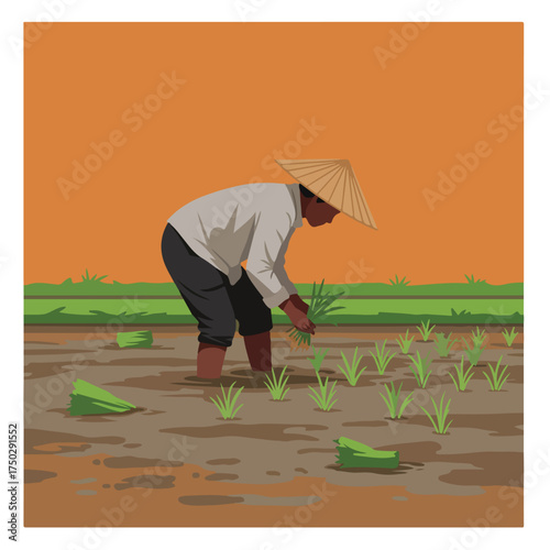 Person wearing a conical hat planting rice seedlings in a muddy field