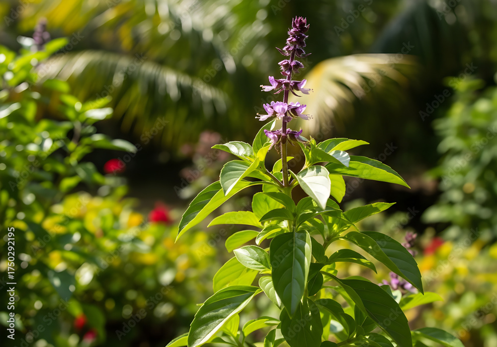Fototapeta premium Basil Plant with Purple Flowers