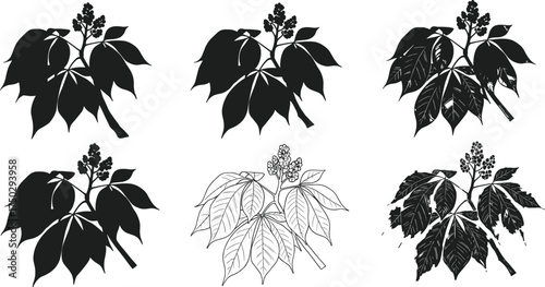 Compound leaf plant silhouettes, flowering cluster designs, black botanical outlines, isolated vector illustration, abstract foliage art, decorative natural elements, botanical icons