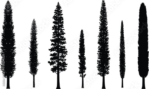 Conifer tree silhouettes, black vector trees, evergreen forest shapes, botanical illustration, pine and fir outlines, landscape design elements, graphic nature icons