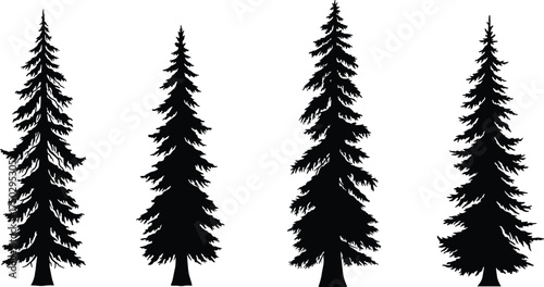 Evergreen tree silhouette, conifer pine vector, black forest artwork, botanical shape design, nature graphic, landscape element, organic plant, seasonal illustration