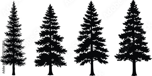 Evergreen tree silhouette, conifer pine vector, black forest artwork, botanical shape design, nature graphic, landscape element, organic plant illustration
