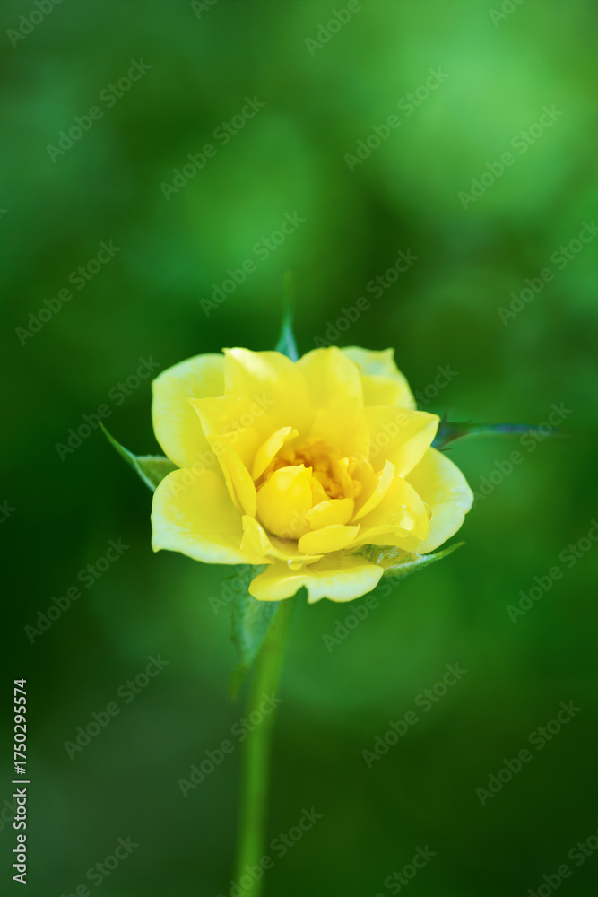 Fototapeta premium 黄色い薔薇の開花 