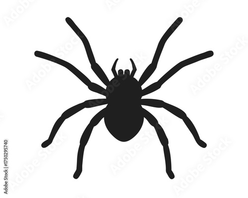 PNG Arachnid spider animal invertebrate.