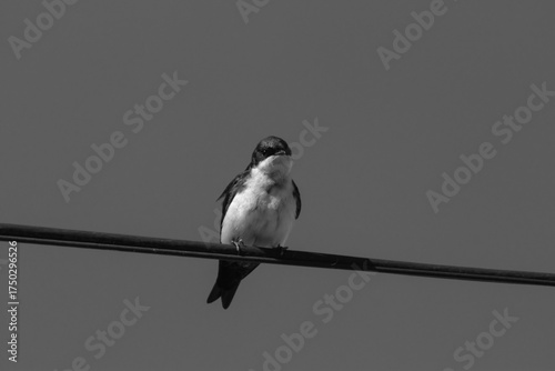 Ave en blanco y negro