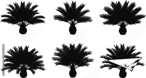 Palm tree silhouettes set, tropical beach landscape, exotic summer nature elements, black palm shapes, vector illustration, isolated botanical tropical artwork