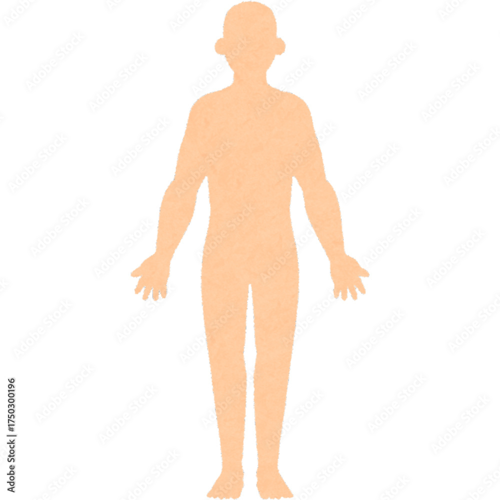 Fototapeta premium Illustration of a Male Human Body Silhouette