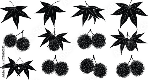 Sweetgum leaf, seed pod, botanical silhouette, spiky fruit, nature illustration, plant vector, foliage artwork, eco design, natural element, educational graphic