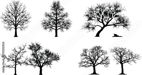 Tree silhouette, bare tree, leafless tree, deciduous tree, winter tree, forest illustration, botanical vector, branching artwork, natural design, landscape element