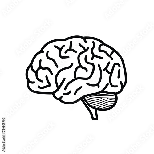 Line Art Illustration of Human Brain Anatomy with Cerebellum Detail on White