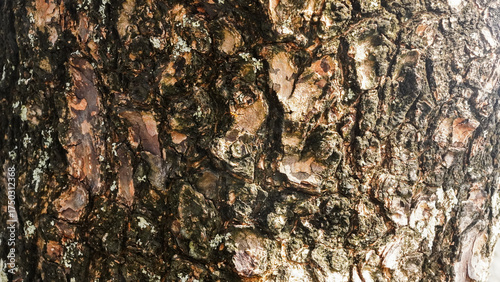 texture of a tree bark