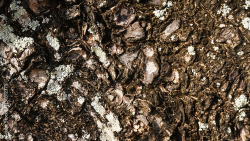 tree bark texture