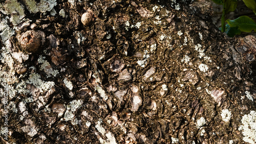 tree bark texture