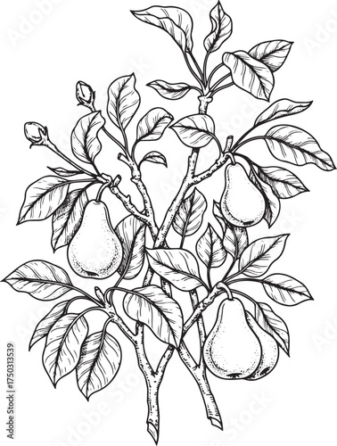 Botanical Elegance: Detailed Engraving of a Pear Tree Branch with Fruit