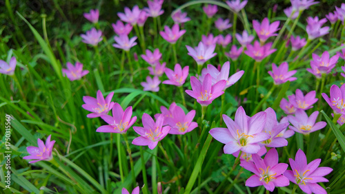 Aug 10 2025 Meadow of Blooming Pink Flowers in Vibrant Green Grass
