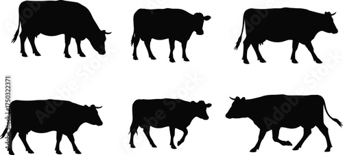 Cow silhouette vector set, black farm animal shapes, grazing and walking poses, livestock icons, isolated cow design, white background illustration