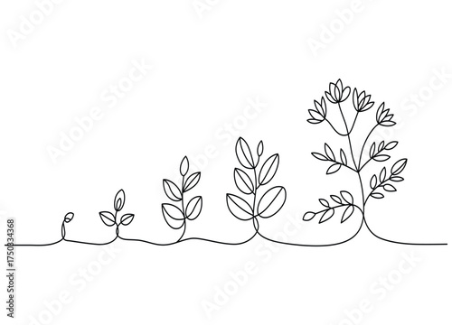 Growth stages of a plant depicted in continuous line drawing illustration showing development from seed to flowering plant on a white background
