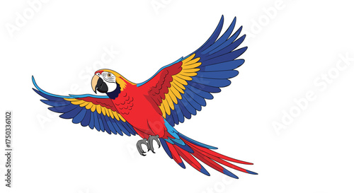 A colorful macaw in flight with wings outstretched against a white background.