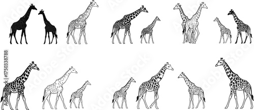 Giraffe illustrations, adult and baby pairs, black and white design, stylized animal art, wildlife silhouettes, vector comparison, artistic posture