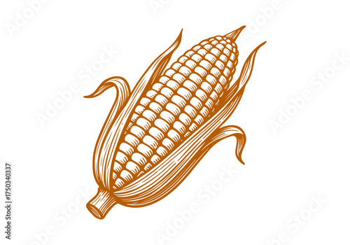 Corn cob hand drawn simple engraved vector illustration