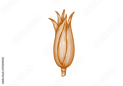 Corn cob hand drawn simple engraved vector illustration