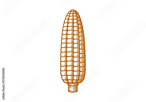 Corn cob hand drawn simple engraved vector illustration